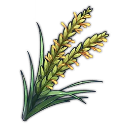 Rice Plant Panicle
